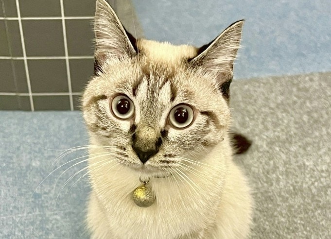 愛猫がどこかで拾って…足元に置いたものに13万いいね「お行儀いい」「うらやま」