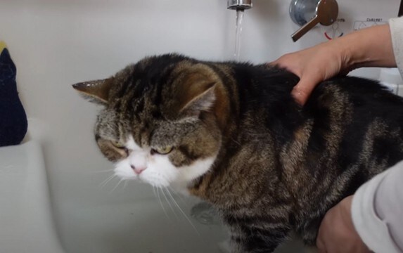 『泥んこになった猫』を洗っていたら…マイペースな姿が微笑ましいと笑顔になる人続出「笑ってしまった」「脱走を試みるｗ」と9万再生