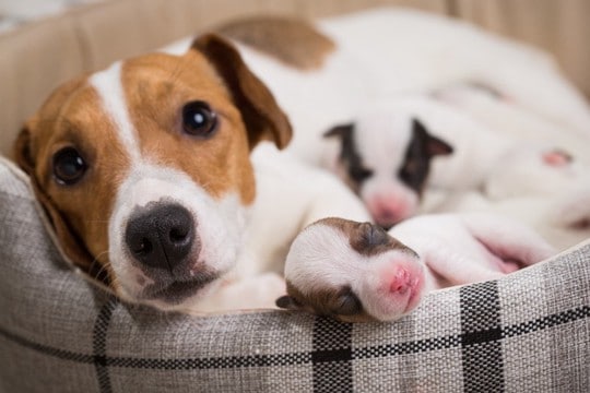 犬の妊娠から出産まで｜必要な準備や出産までの期間、注意点を獣医が解説