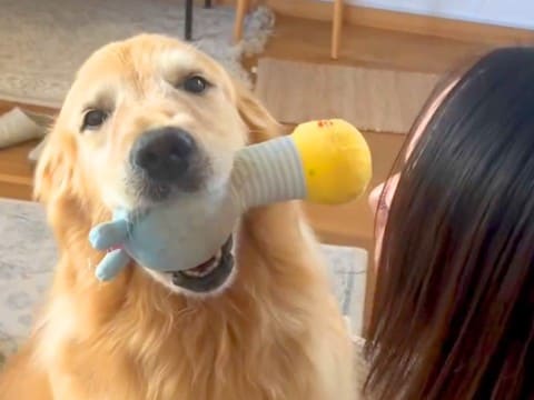 大型犬が『お姉ちゃんを熱烈大歓迎した』結果…思わず耳を疑う『意外すぎる鳴き声』が98万再生「しっぽちぎれそうｗ」「最高の歓迎」と絶賛