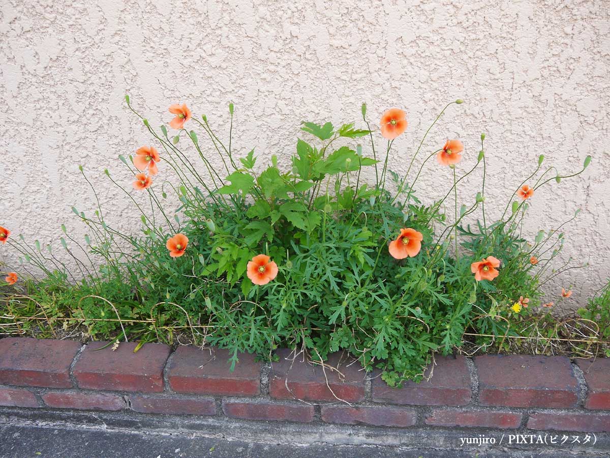 「素手で触らないで」　道端でよく見るオレンジの花は…「知らなかった」「気を付ける」