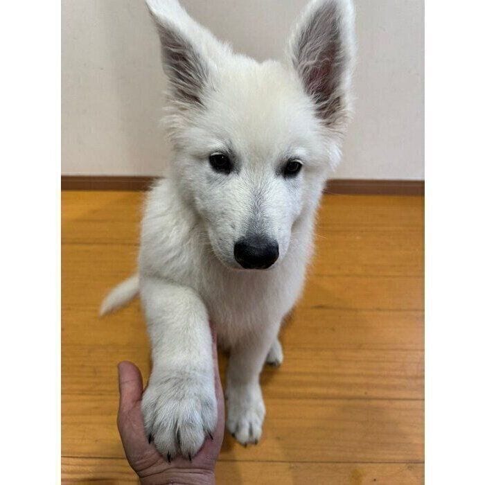 大きな前足で「オテの練習」をする大型犬の子犬にキュン！ 「将来、大物になるワン」「成長が楽しみ」と反響の声