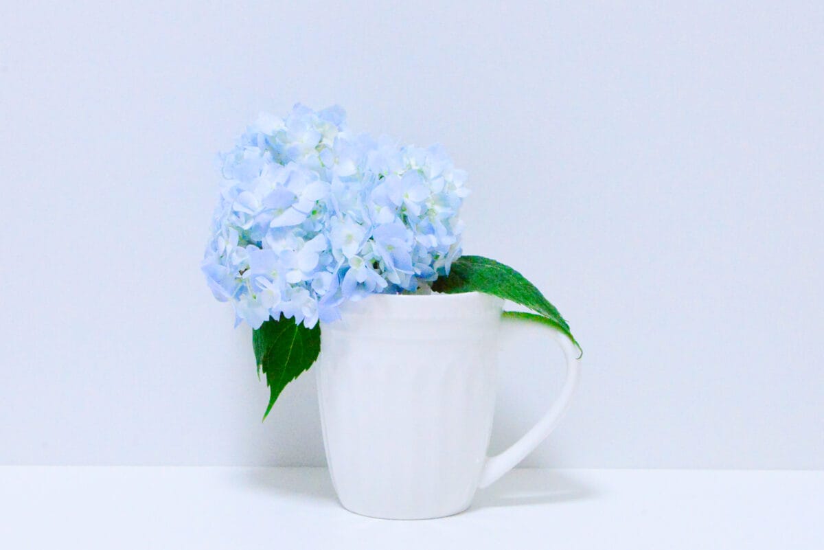 セリアの花瓶おすすめ6選|大きめのものやおしゃれな一輪挿しも紹介