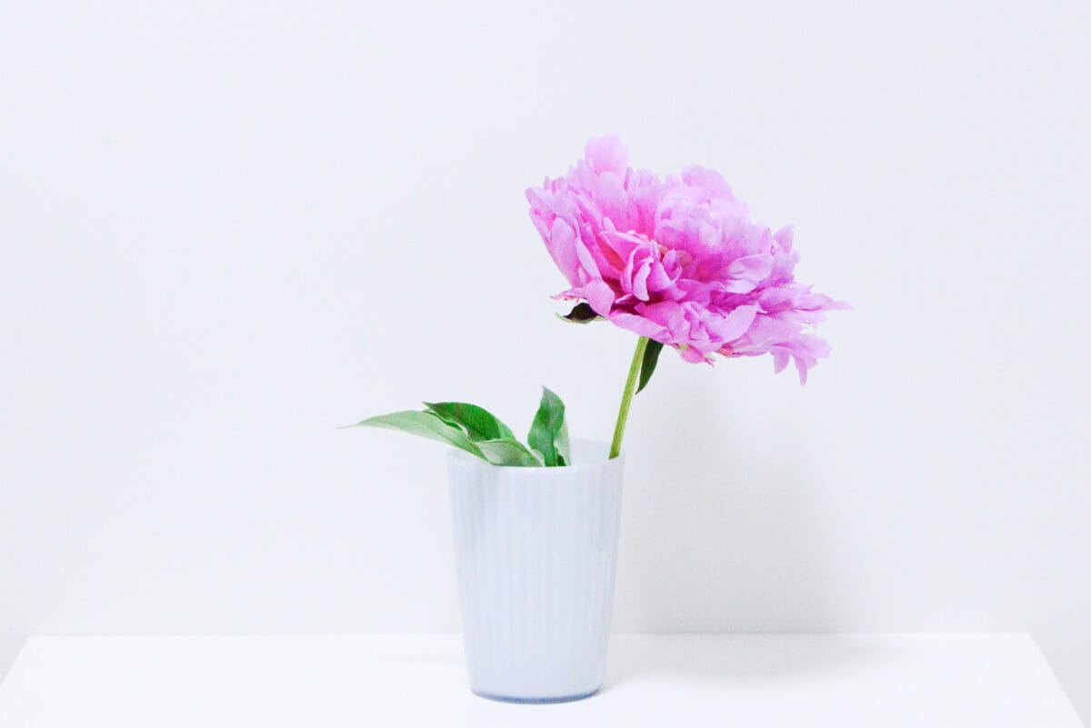 セリアの花瓶おすすめ6選|大きめのものやおしゃれな一輪挿しも紹介