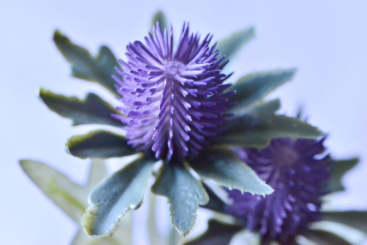 【ダイソー】造花のおすすめ商品とおしゃれなアレンジを紹介