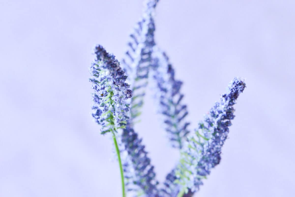 【ダイソー】造花のおすすめ商品とおしゃれなアレンジを紹介