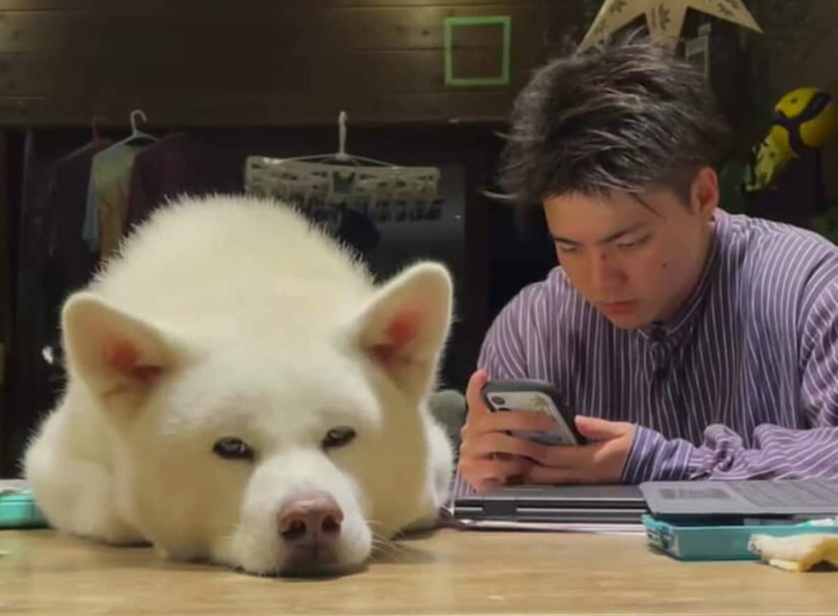 息子とくつろぐ秋田犬、その足元を見るとまさかの……　とんでもないギャップに「釘付けーーー！」「上と下同じイッヌですかーーー」と驚き