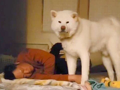 布団で寝るお父さん→秋田犬も一緒に寝るのかと思いきや…まさかの『睡眠を妨害しまくる姿』に爆笑「見てるだけで癒やされる」「賢いｗ」