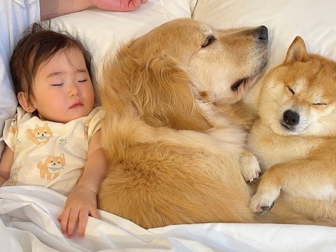 １歳の女の子がベッドで寝ようとしたら、大型犬が…『絶対に一緒がいい』まさかの尊い行動が69万再生「なんて幸せ家族」「夢の国」と悶絶