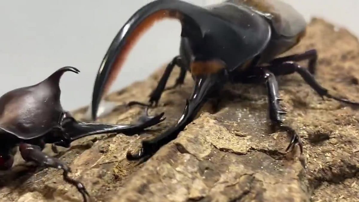 日本のカブトムシ、巨大ヘラクレスに追い込まれた次の瞬間→「大声出た」　ド肝を抜く結末が1100万再生「カッコイイなあ」