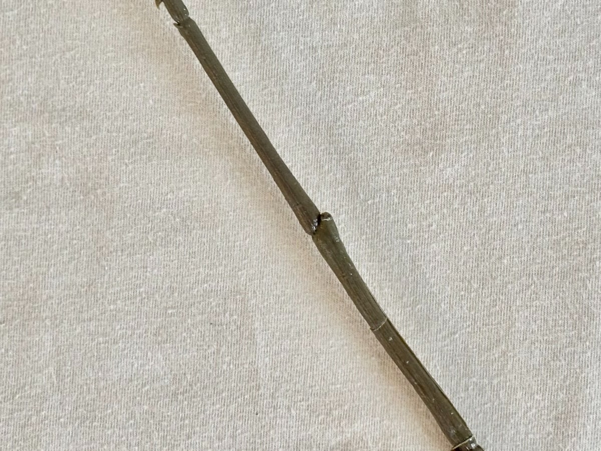 セリアのおすすめ造花10選！高見えでインテリアにもぴったり