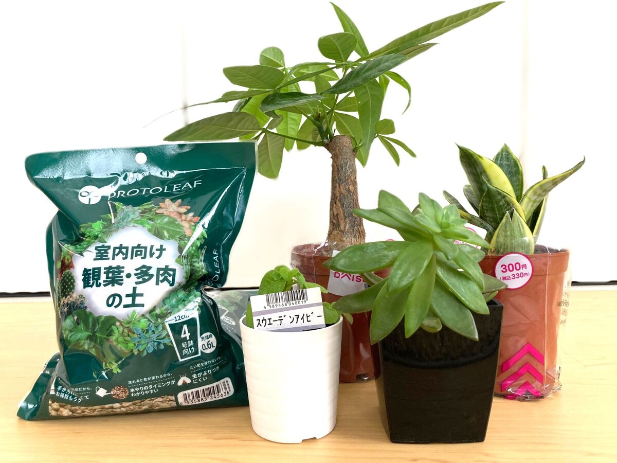 100円でレア種ゲット【ダイソー】観葉植物おすすめ4選！2025年最新レビュー