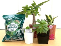 100円でレア種ゲット【ダイソー】観葉植物おすすめ4選！2025年最新レビュー