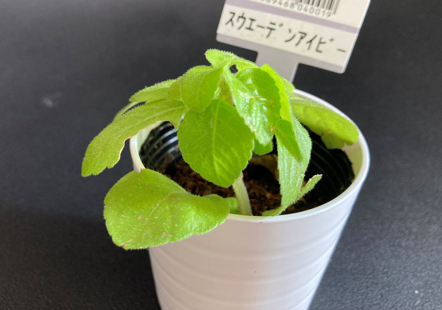 100円でレア種もゲット！ダイソー観葉植物のおすすめ4選と失敗しない