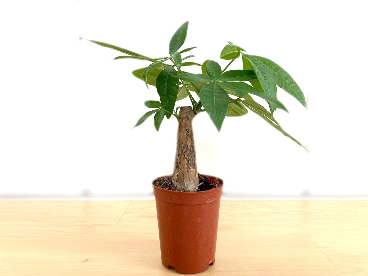 100円でレア種ゲット【ダイソー】観葉植物おすすめ4選!2025年最新レビュー