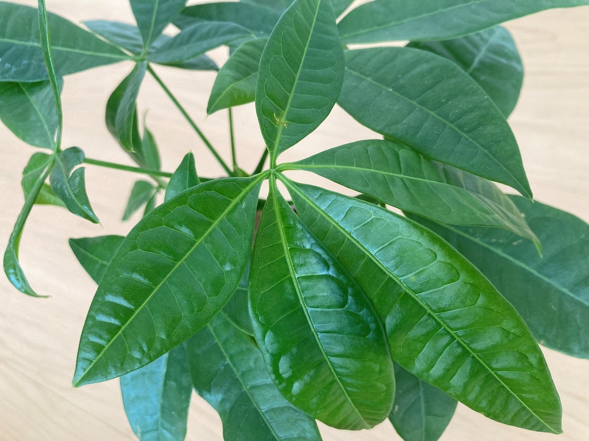 100円でレア種ゲット【ダイソー】観葉植物おすすめ4選!2025年最新レビュー