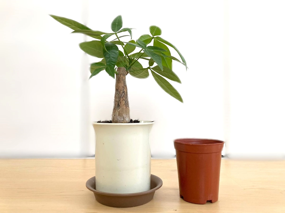 100円でレア種ゲット【ダイソー】観葉植物おすすめ4選!2025年最新レビュー