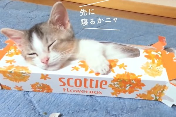 【動画】やっぱり猫は液体だった！ ニャンコ達がとろける瞬間