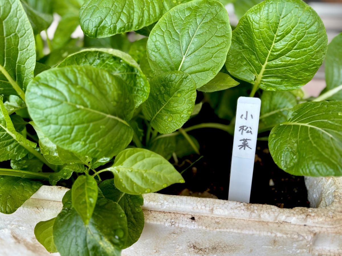 100均のネームプレート7選|子供の名札や植物用も【ダイソー・セリア・キャンドゥ】