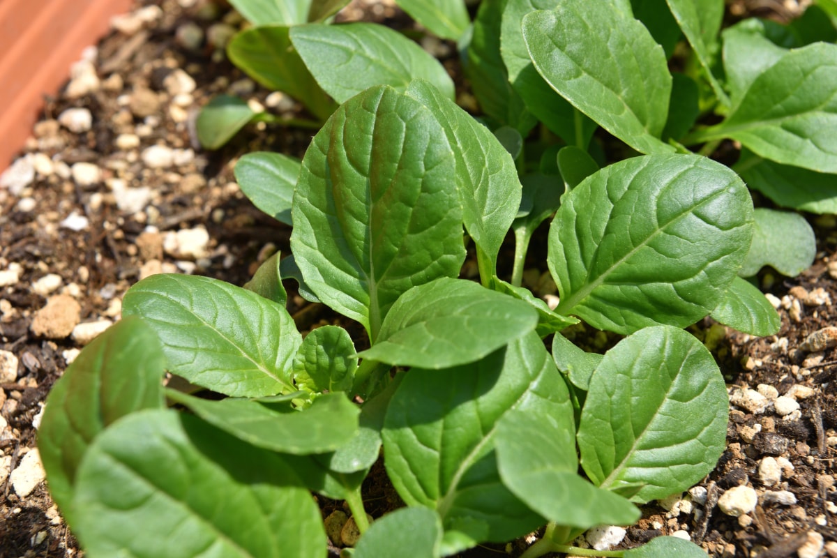 炭酸水まで自作！年収300万・41歳女性が実践する“生存訓練”なみの節約生活