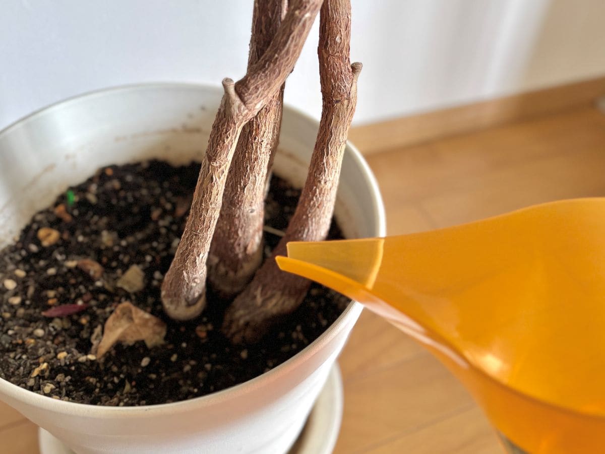 100均のじょうろ4つ買ってみた！小さいじょうろやペットボトル対応も