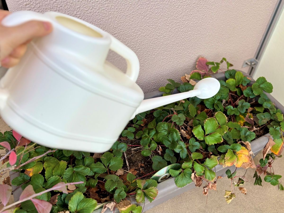 100均のじょうろ4つ買ってみた！小さいじょうろやペットボトル対応も