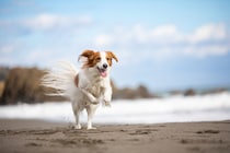 絶不調の侍・近藤健介に宮本慎也が提言！大谷の愛犬デコピン「破壊現場」で困り顔。角界は暴行処分の甘さに激震