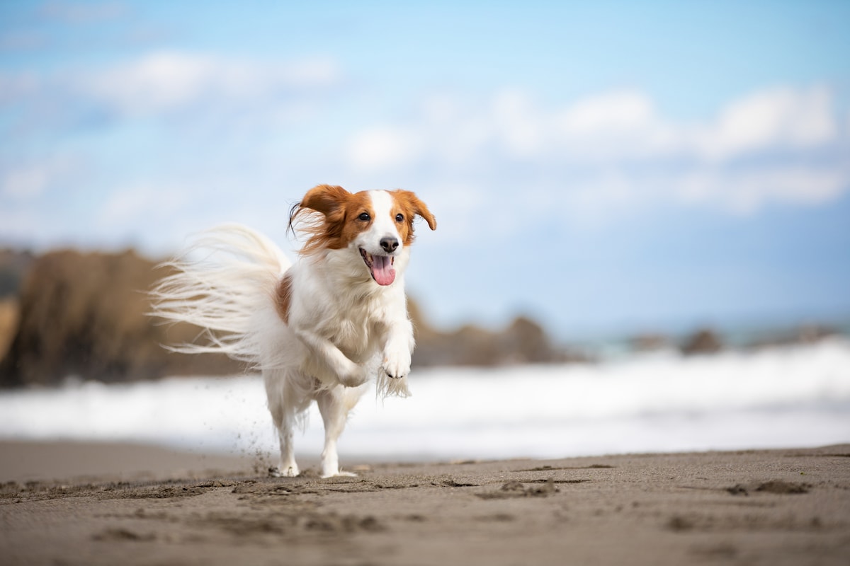 絶不調の侍・近藤健介に宮本慎也が提言!大谷の愛犬デコピン「破壊現場」で困り顔。角界は暴行処分の甘さに激震