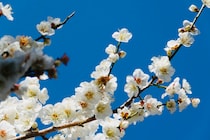 「春の香り」で広げる“言語化”のすすめ。2026年最新の運勢と子どものiPhoneデビューお得術