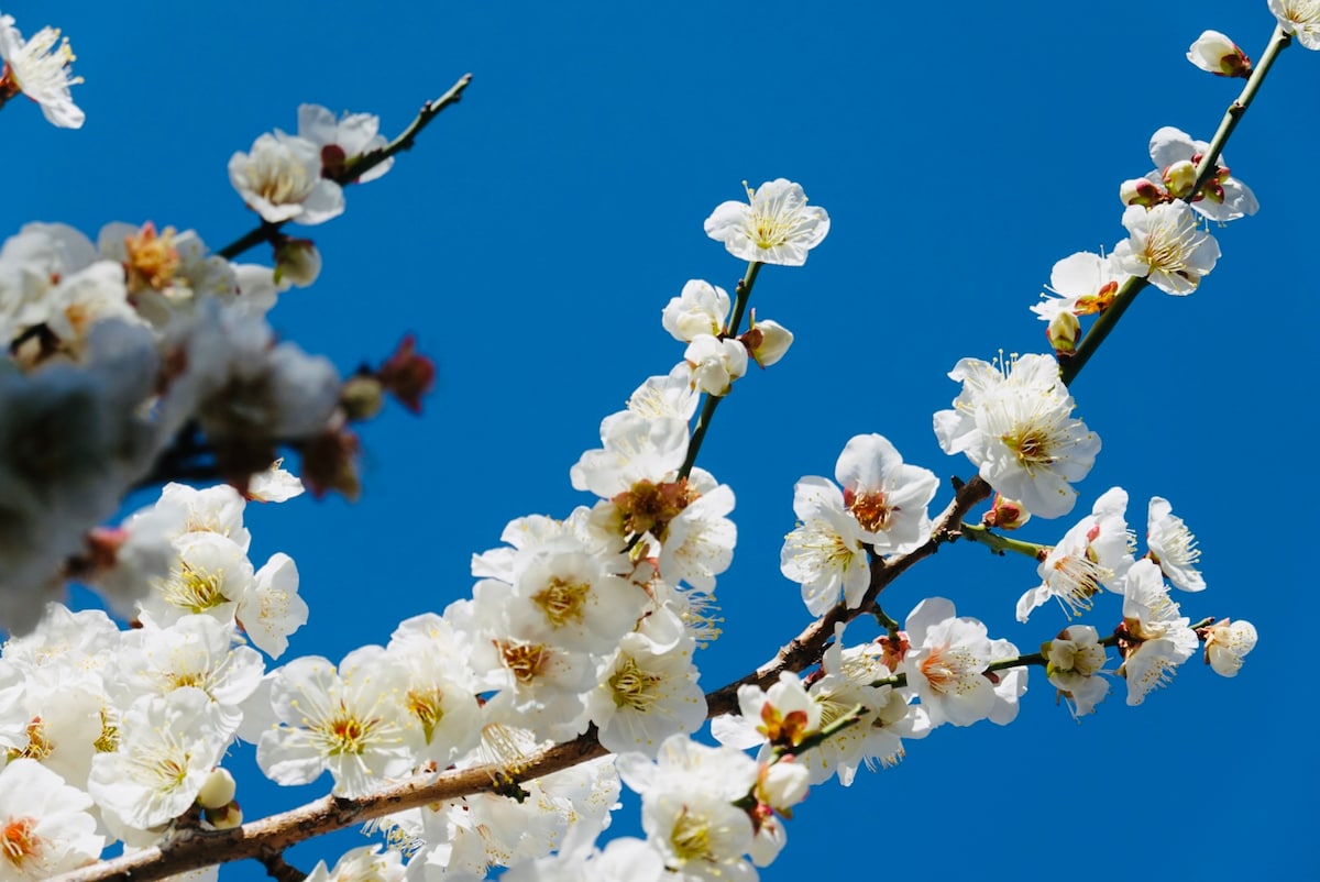 「春の香り」で広げる“言語化”のすすめ。2026年最新の運勢と子どものiPhoneデビューお得術