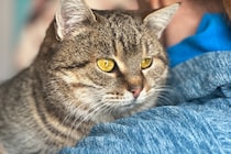 玄関からダッシュで侵入した見知らぬ子の驚きの要求！猫アレルギーの息子を放置する夫＆黒ギャルの平成メイク