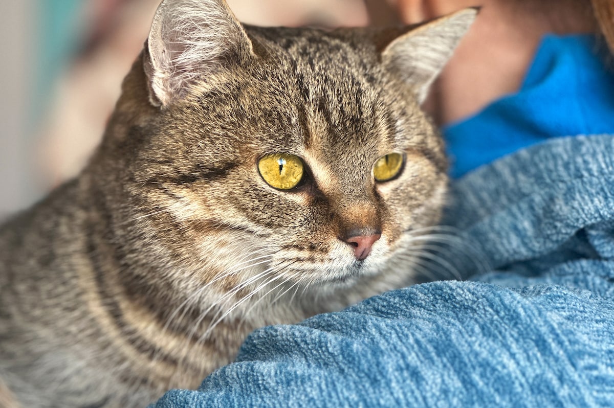 玄関からダッシュで侵入した見知らぬ子の驚きの要求!猫アレルギーの息子を放置する夫&黒ギャルの平成メイク