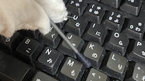 【ダイソー】110円の「黒綿棒」がPC掃除の救世主に！キーボードのホコリを絡めとる意外な活用法