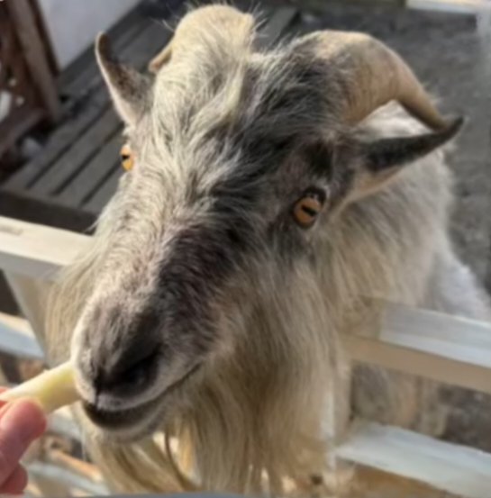 道の駅ひまわり