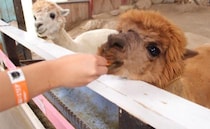 子連れにおすすめ★札幌の隣、食と農の街・江別市！観光協会に聞いた、小さな子どもと楽しむ江別市観光
