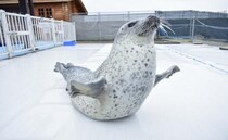 近距離で子どもも大興奮♡アザラシにエサやりできる「オホーツクとっかりセンター」楽しみ方【北海道】