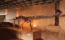 全長22mの恐竜の骨格に圧倒！子どもと行く岩手県立博物館、楽しみ方完全ガイド！