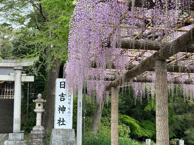 日吉神社_藤の花