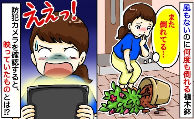 「また倒れてる…」玄関前の植木鉢が何度も倒れる謎→防犯カメラを確認すると、映っていたのは！