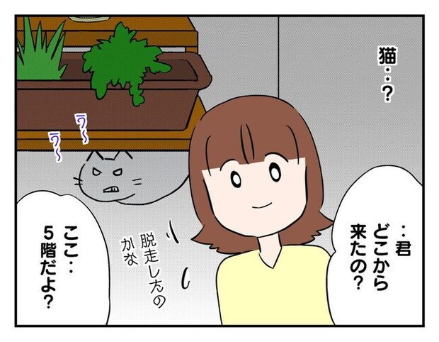 飼えなくなった猫を押し付けるママ友
