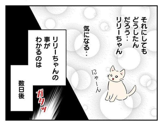 飼えなくなった猫を押し付けるママ友