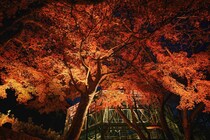 魅惑の光景「布引の紅葉＆ライトアップ」神戸布引ハーブ園／ロープウェイで開催