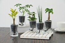 大注目のインテリアグリーン、炭の樹が高輪地区まつりで初展示・限定販売！