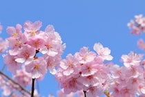 春のおひとり様バスツアーの選び方！おすすめ日帰りスポット