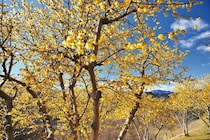 長瀞宝登山臘梅園、ロウバイの見頃を迎える－新施設と共に楽しむ一日