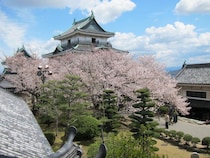 和歌山市春の桜処-調和と美の探求