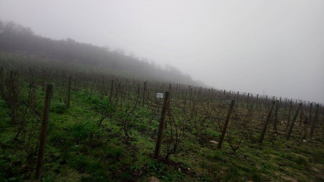 美しい風景、でも油断禁物な季節　ぶどう畑は5月半ばまで冷害注意【フランス】