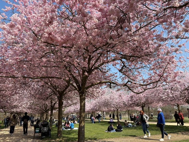 トリノの絶景お花見スポット【イタリア】