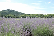 嵐山町で初夏の訪れを告げる「らんざんラベンダーまつり」開催