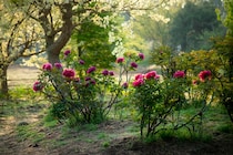 つくば牡丹園、約800種6万株の牡丹と芍薬が織りなす世界最大級のピオニーガーデンを期間限定オープン